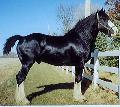 horse